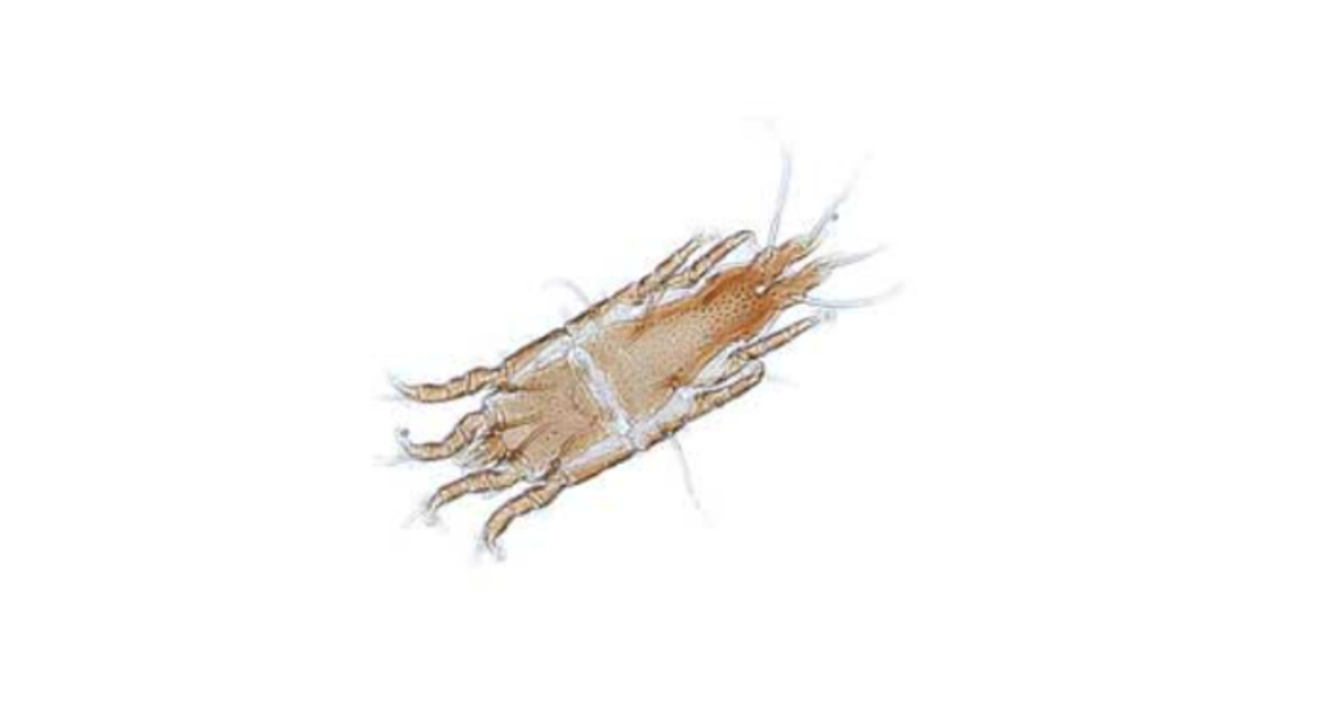 fowl-mite