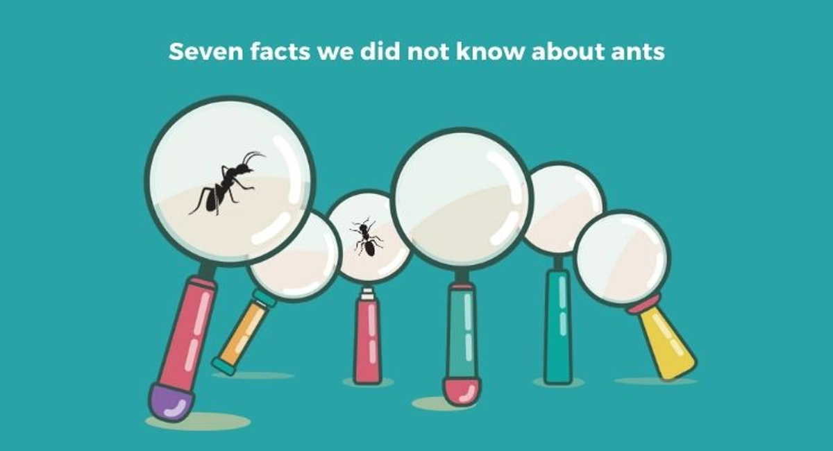 Debugged Blog Seven Facts We Did Not-Know About Ants Interesting Ants Facts