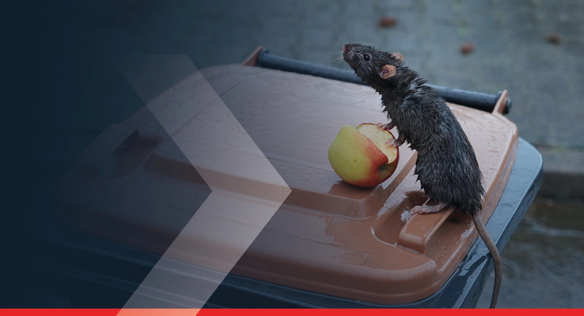 Rat holding an apple on top of a bin