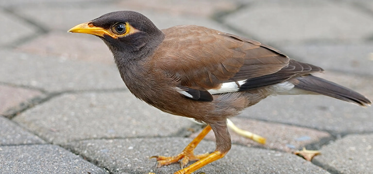 House myna