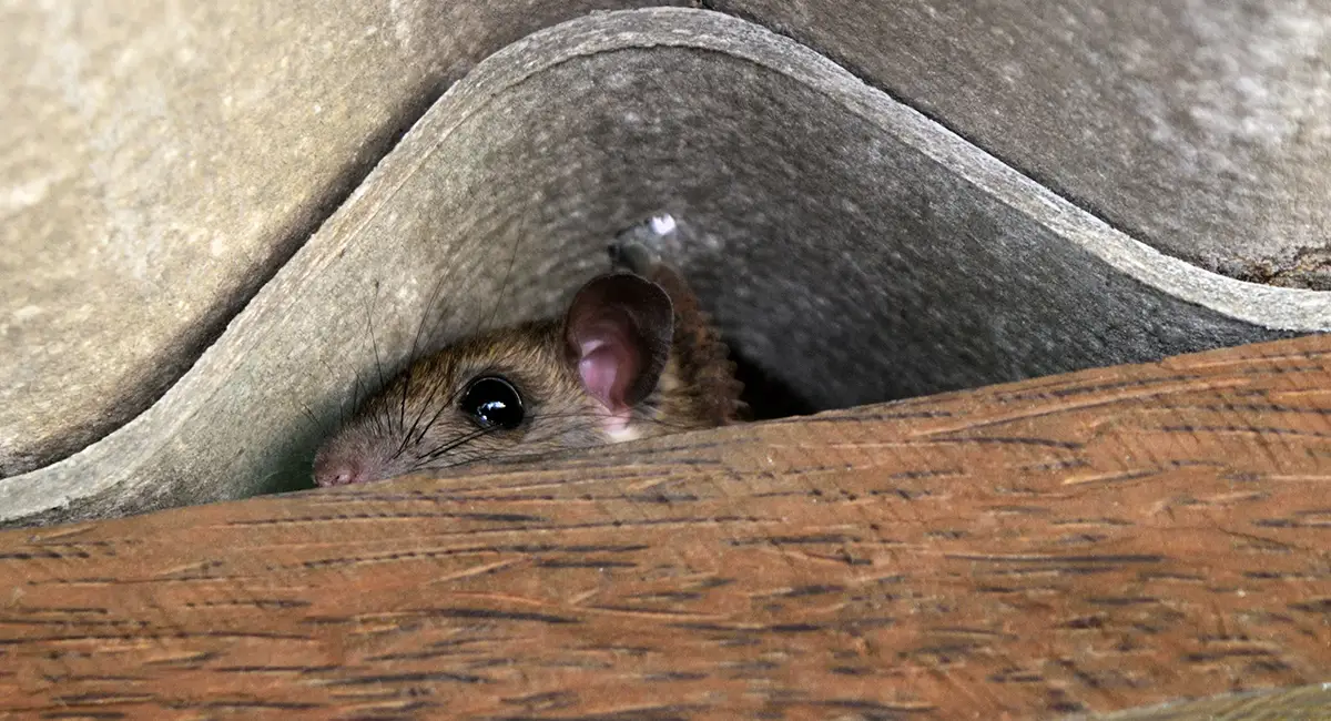 muis