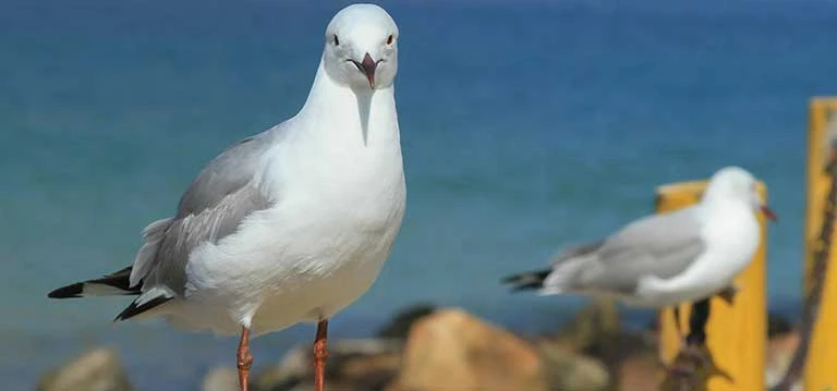 Meeuwen langs de kust