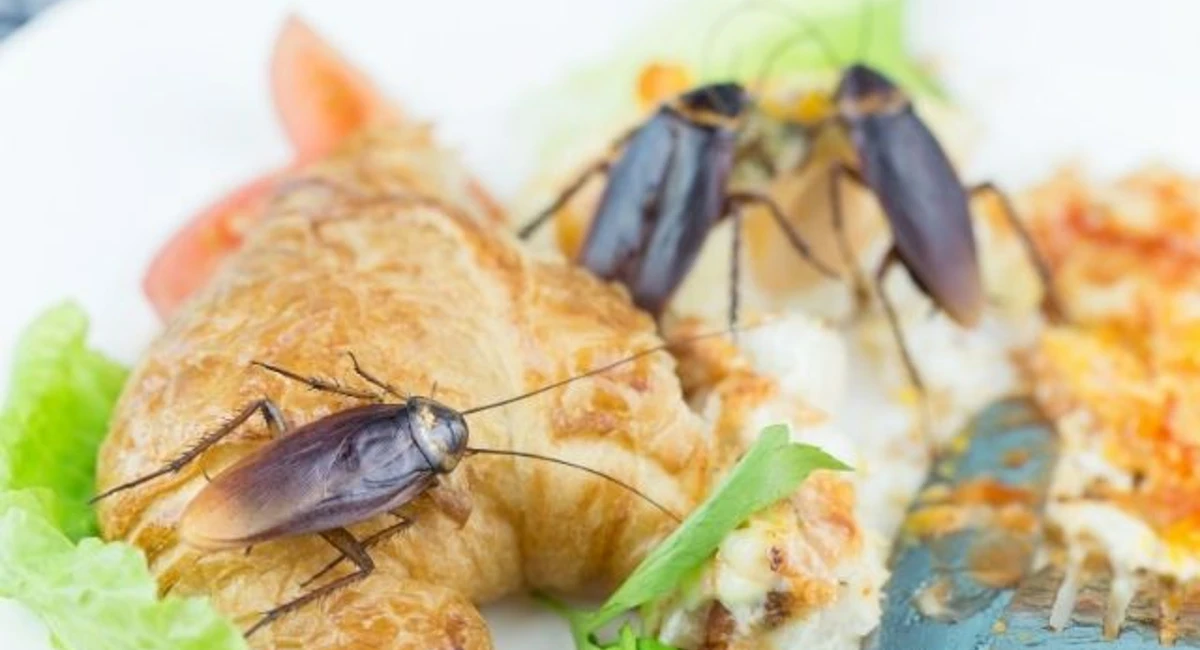 Home Remedies for Cockroaches Disease Transmission by Roaches