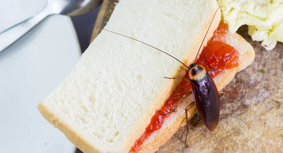 Cockroach on food packaging