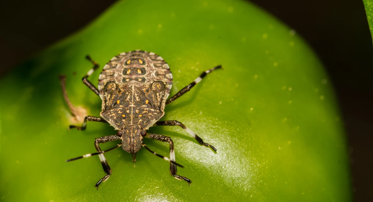 brown marmorated stink bug