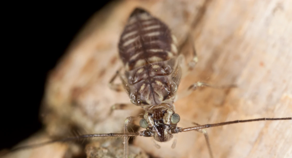Debugged-Blog-Booklice-Caused-By-Books