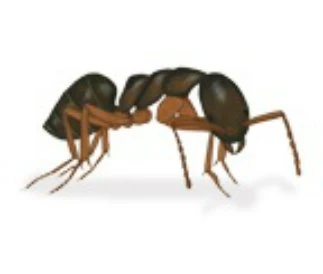 Odorous house ant
