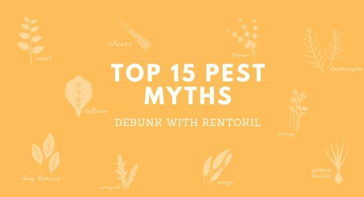 Debugged Blog Top 15 Pest Myths You May Have Tried