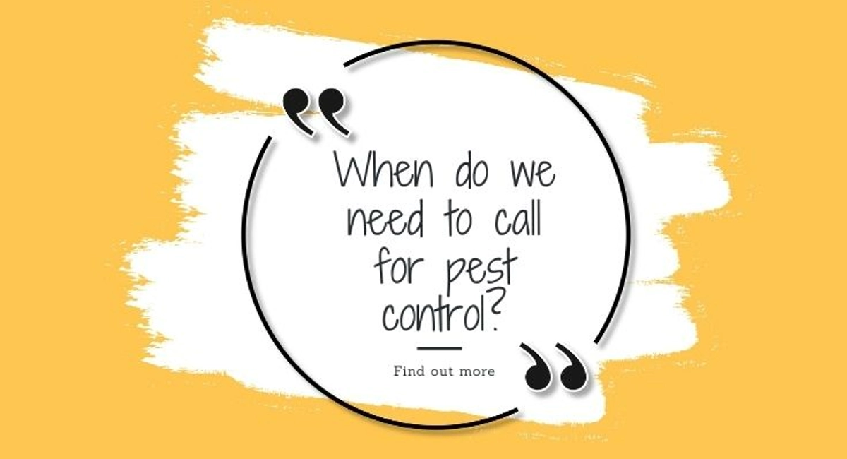 Debugged Blog Ten Questions To Ask About Cockroach Control When To Call For Pest Control