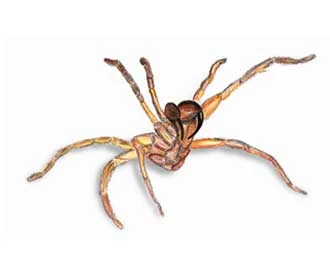 Funnel Web Spider (Sydney funnel web spider)