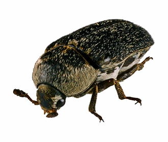 Leather Beetle/Hide Beetle