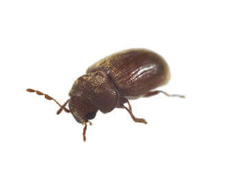 Drug Store Beetle
