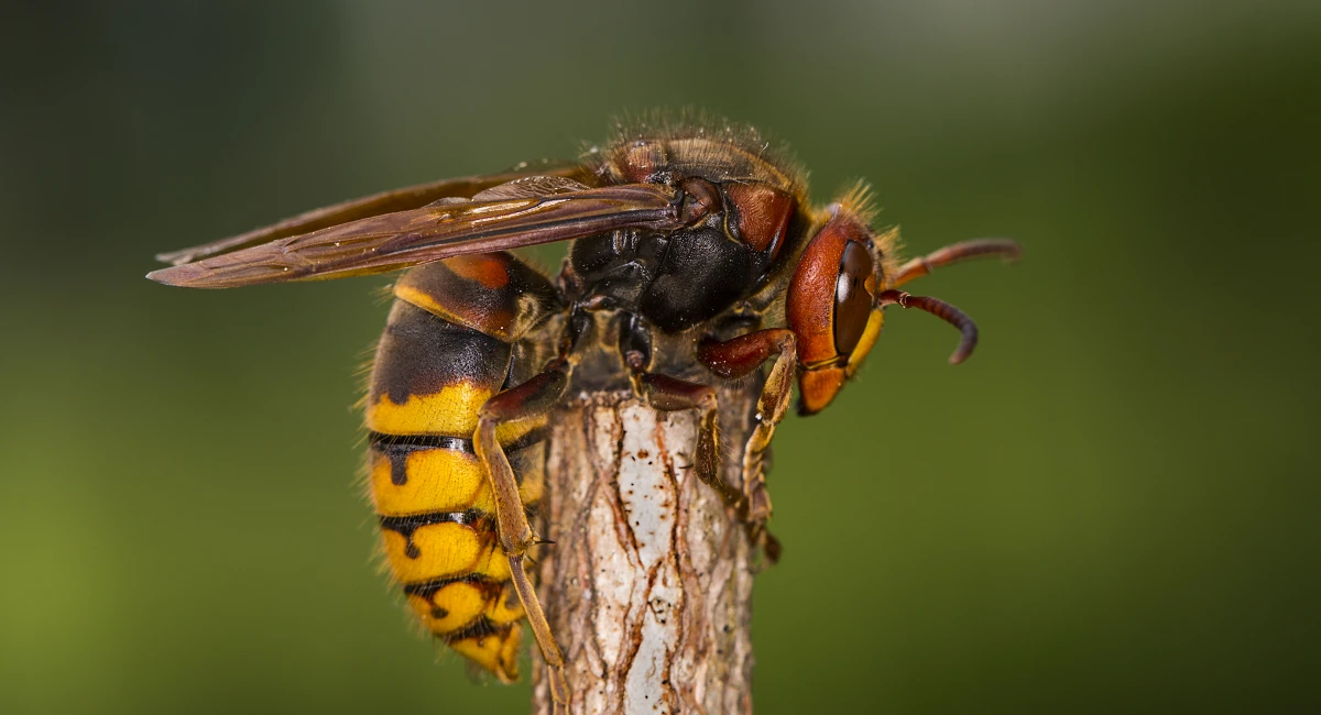 Europese hoornaar - Vespa crabro
