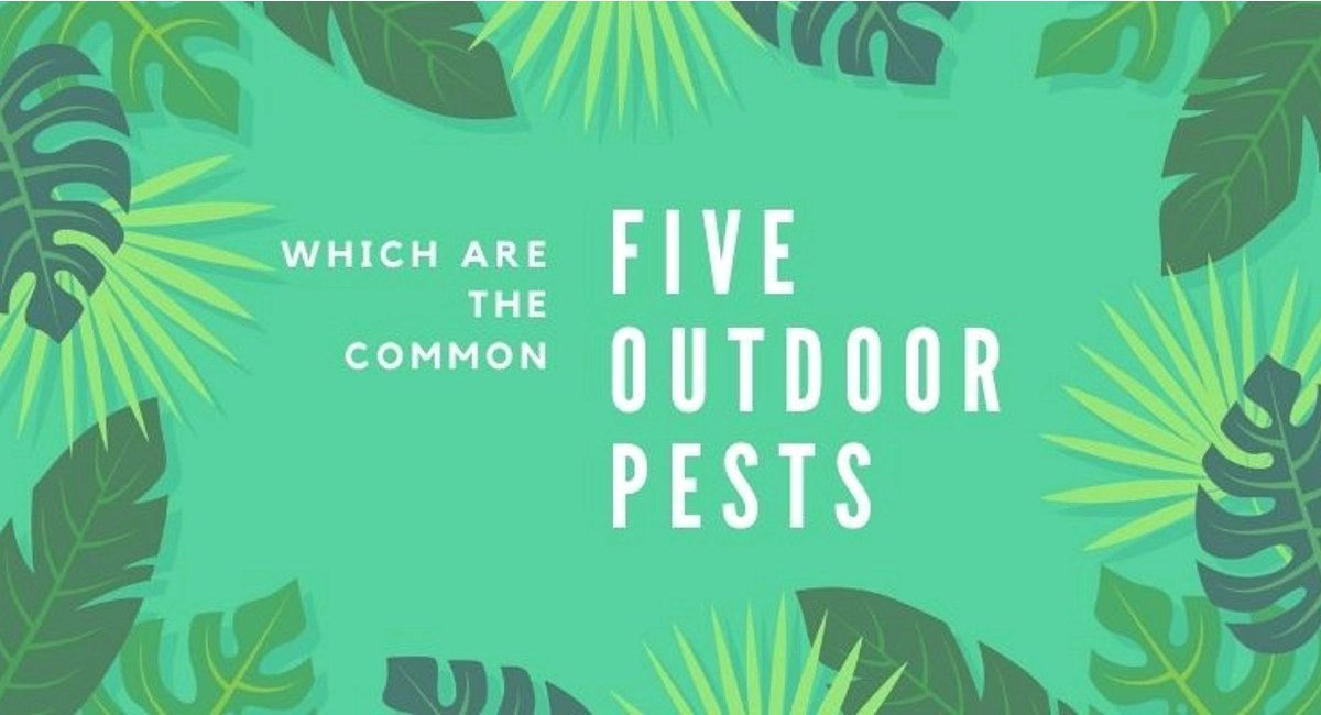 Debugged Blog 5 Outdoor Pests To Lookout For