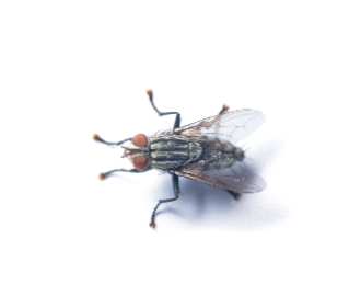 Flesh fly