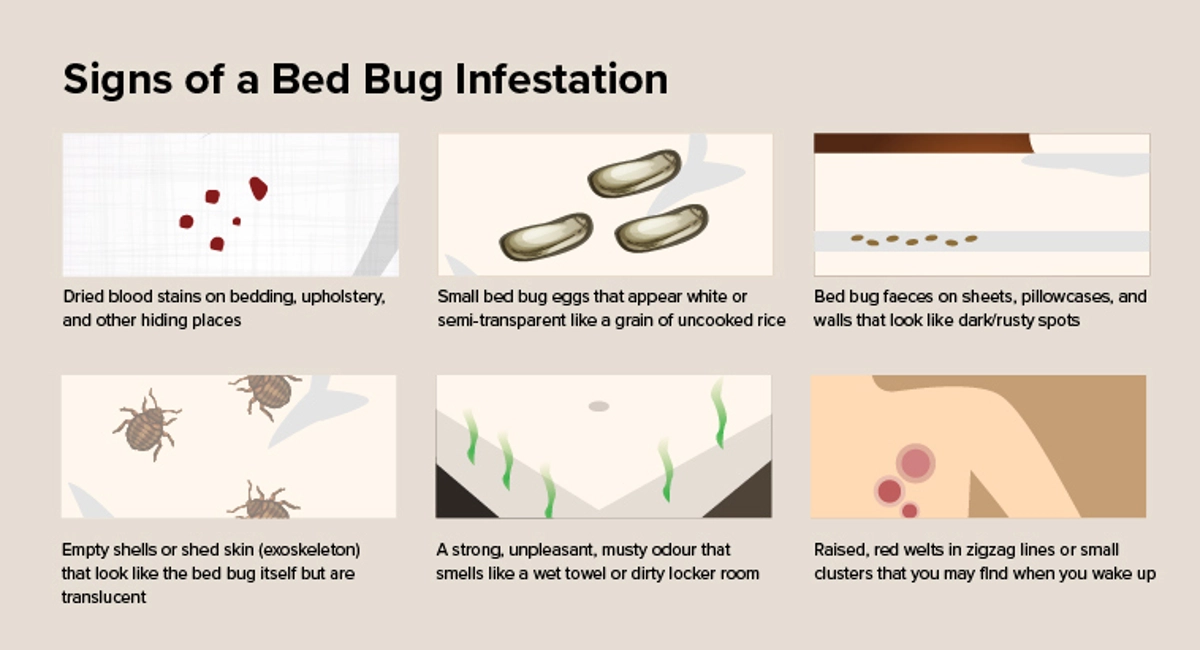 Signs of bed bug infestation