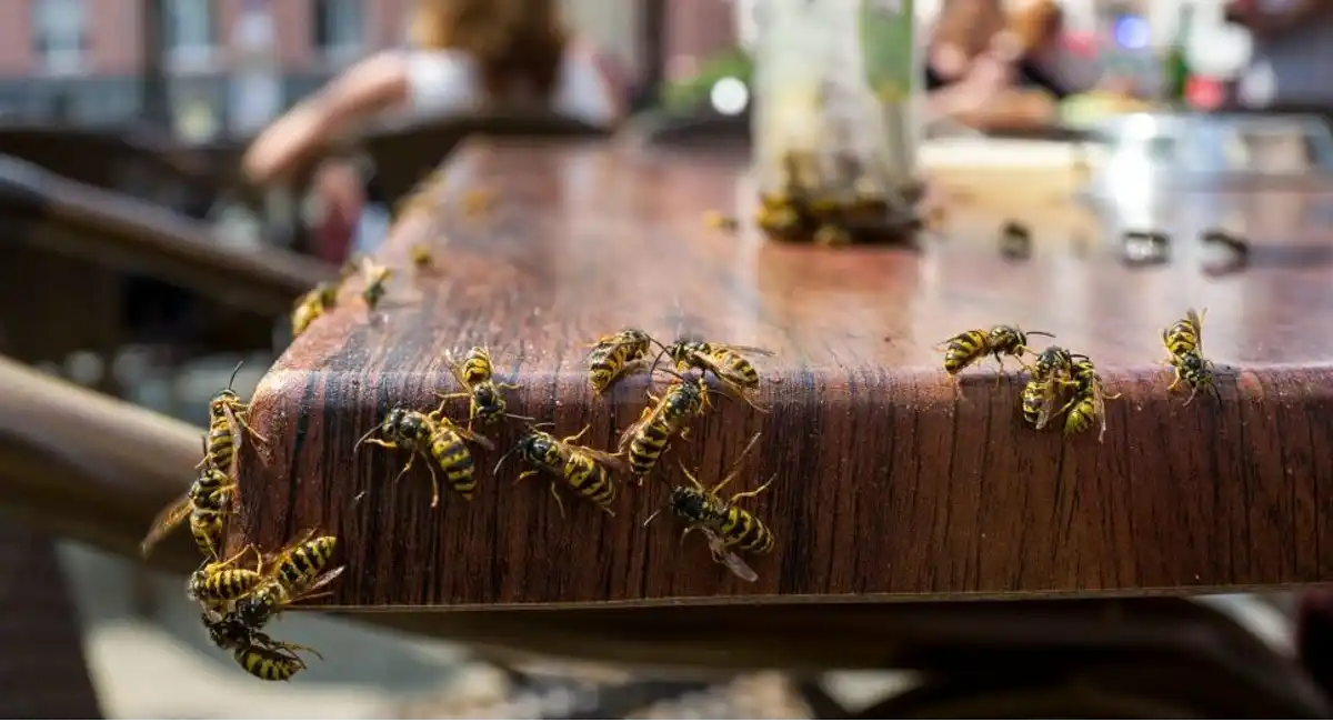 wasps on table