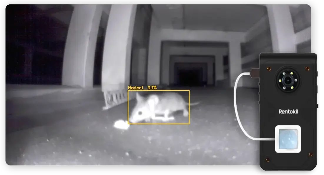 Mouse detected using the digital pest AI cameras.