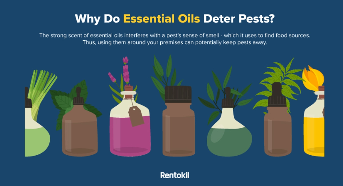 Why Do Essential Oils Deter Pest