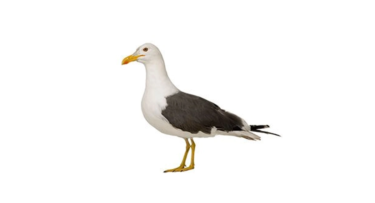 Seagulls