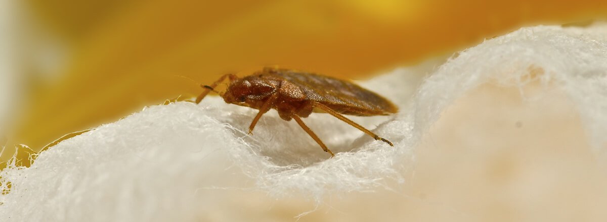 Bed bug risks of traveling
