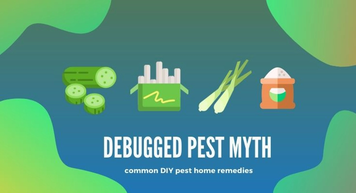 Debugged Blog Article Essential Guide to Home Pest Control Pest Myths
