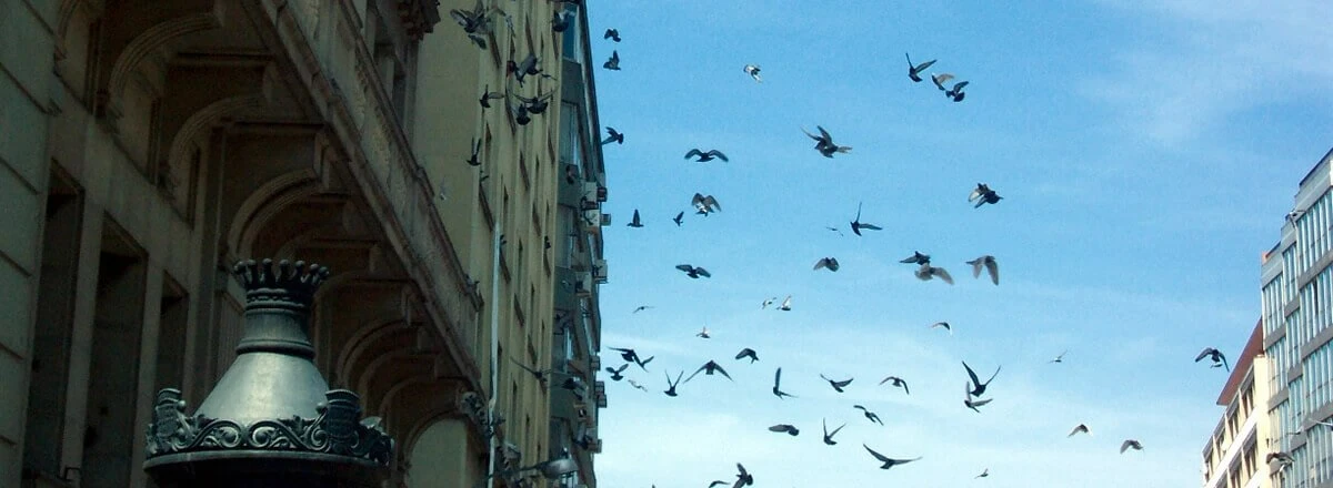 small bird management