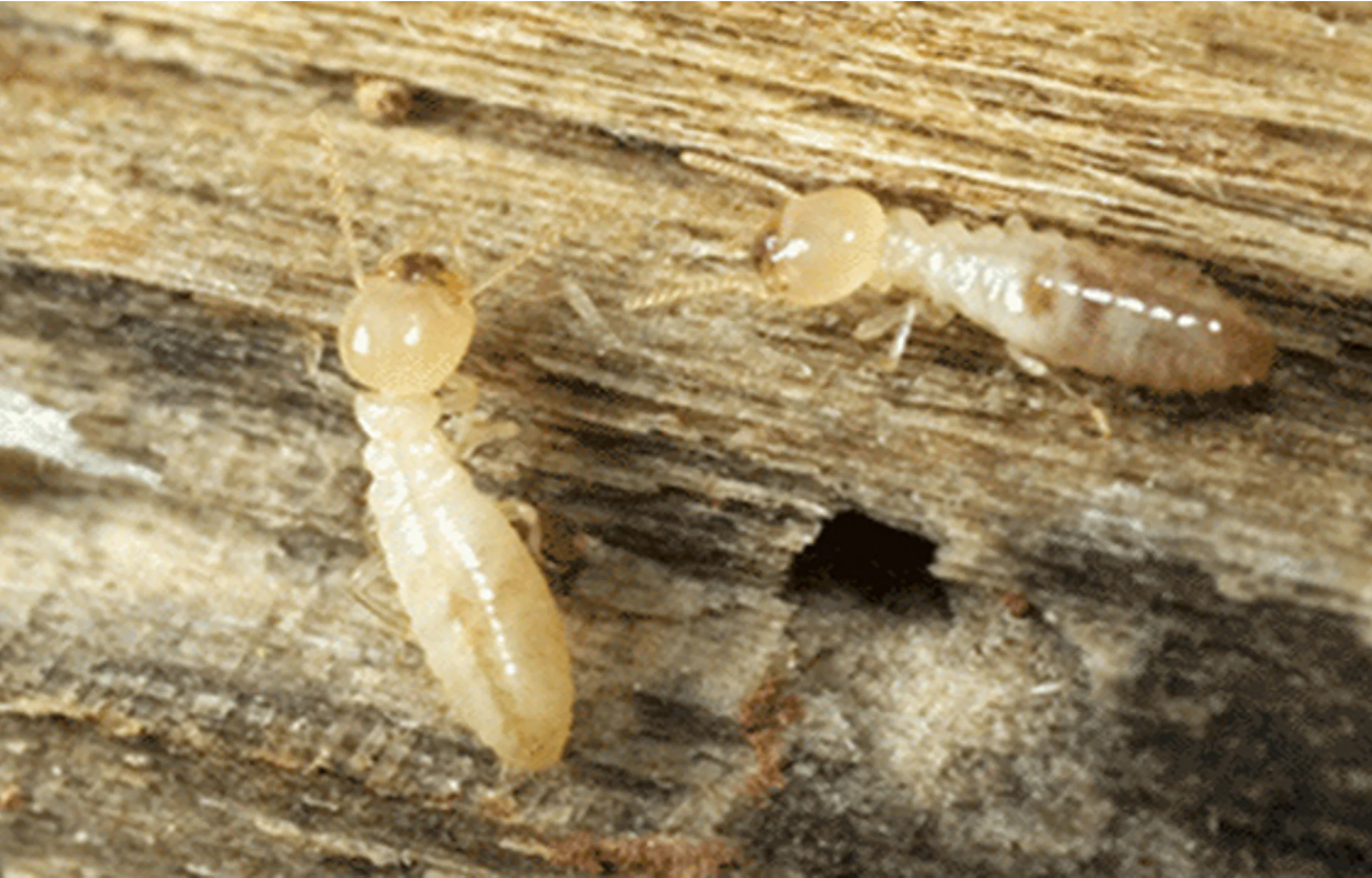 white termites