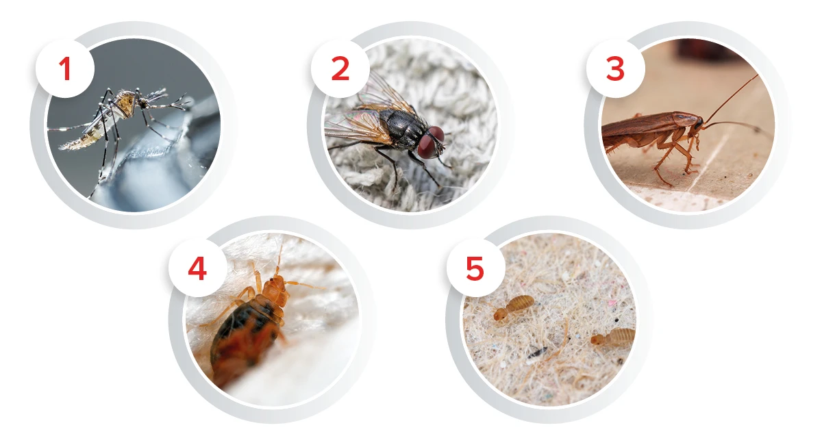 Pests in the 10 chosen cities from around the world