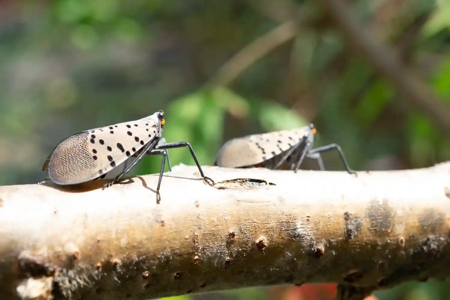 adult spotted lanternflies