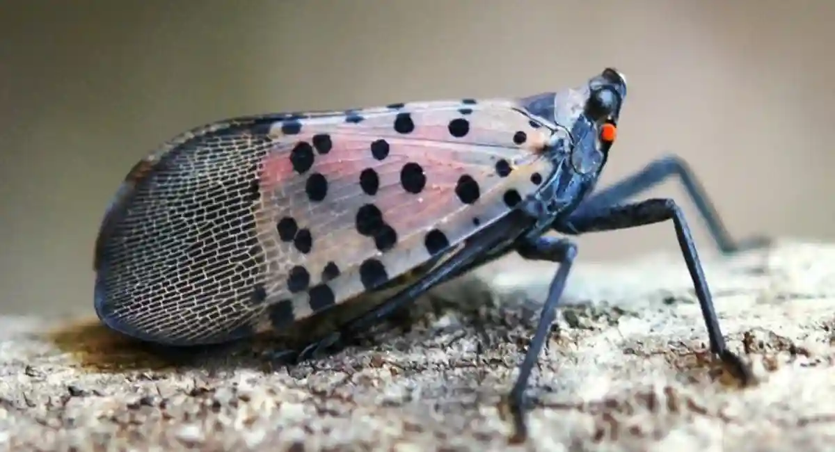 Spotted lanternflies