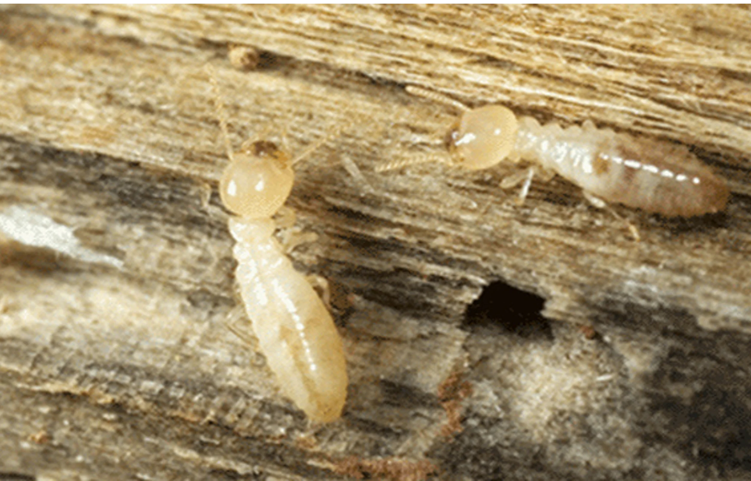 Debugged Blog 10 Facts You Did Not Know About Termites Five Termite Treatments That Do Not Work