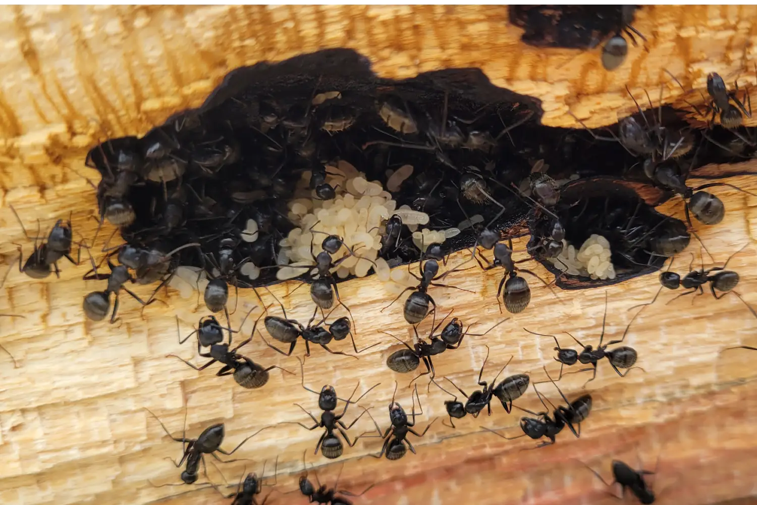ants