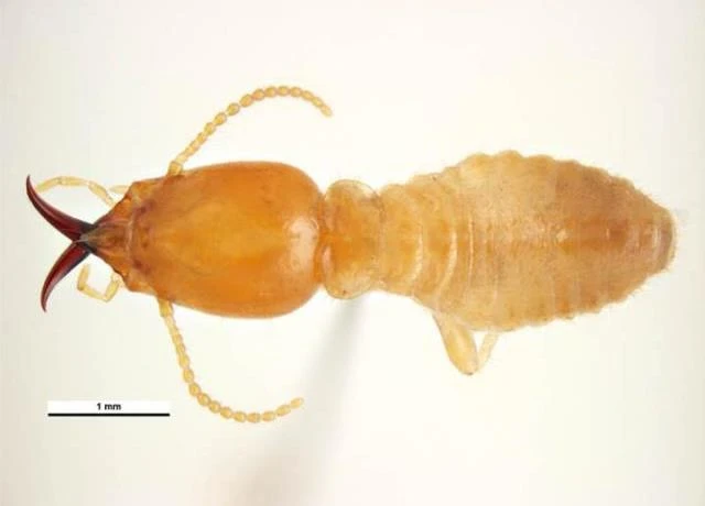 Coptotermes acinaciformis