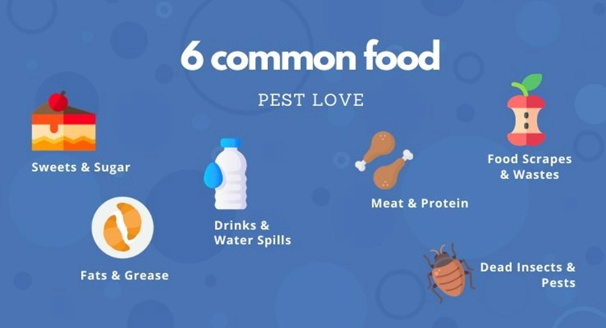 Debugged Blog 10 Organising Tips For A Pest Free Home Common Food Pest Love To Feed