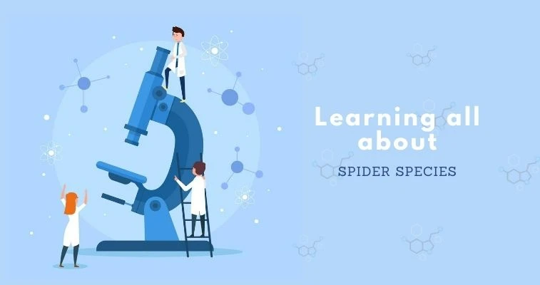 What You Need To Know About Spiders Species