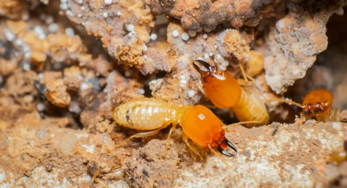 Termite soldier