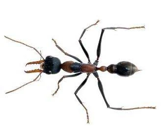 Bull ant