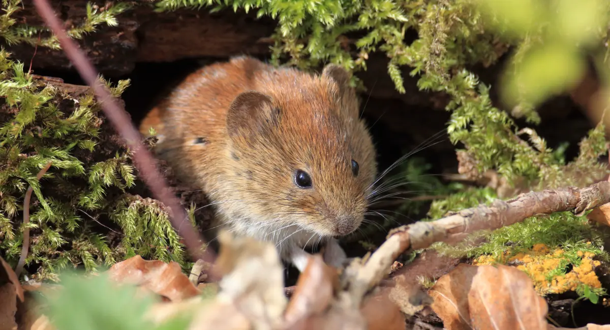 Rosse woelmuis