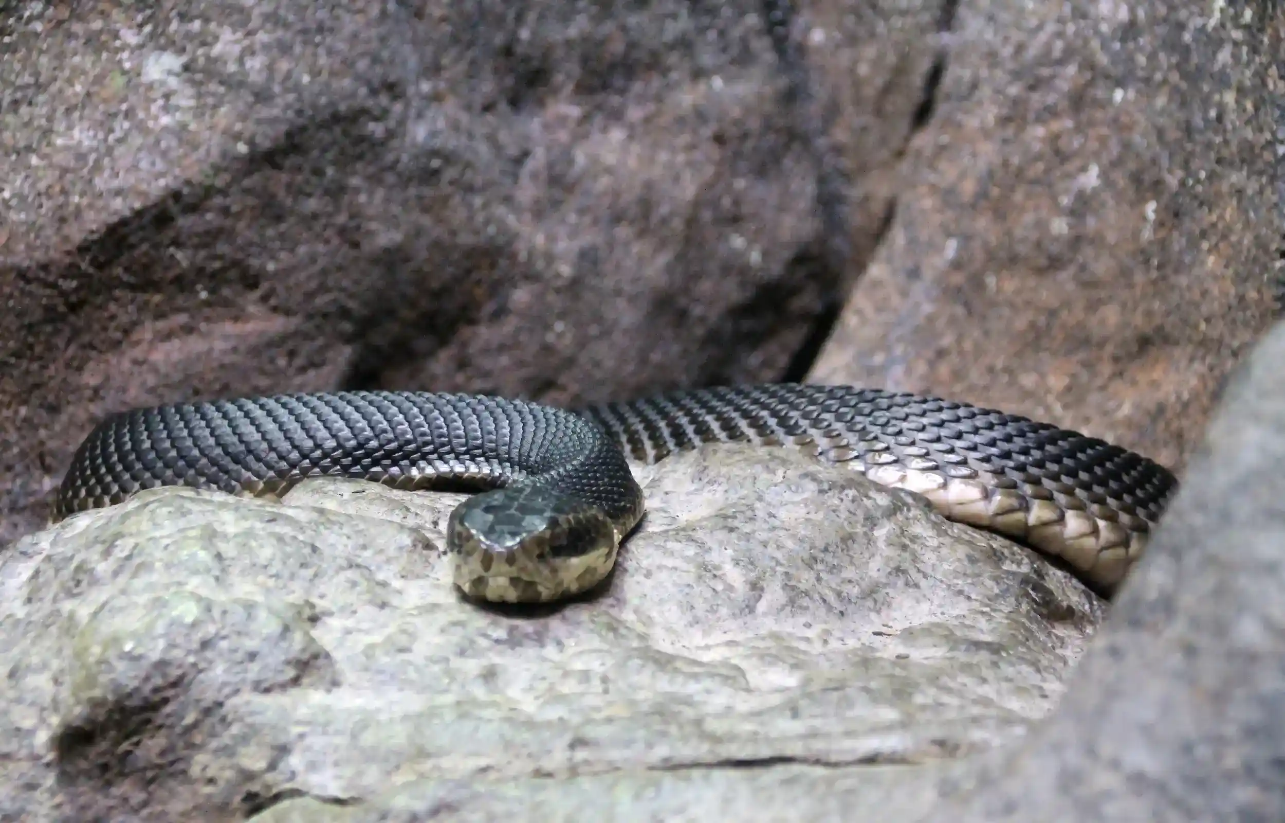 Cottonmouths or Water Moccasins