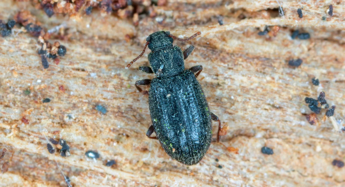 Lathridiidae