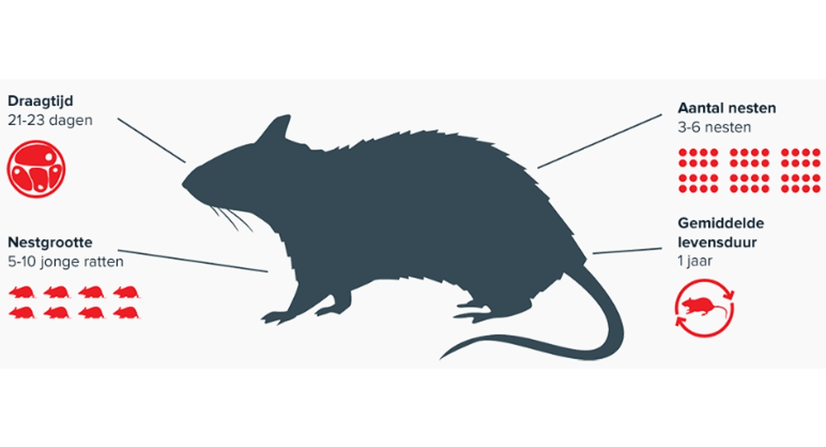 voortplanting van ratten