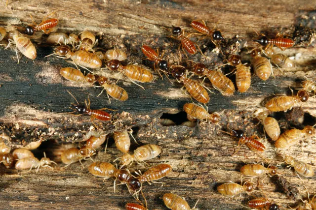 Termite Soldiers