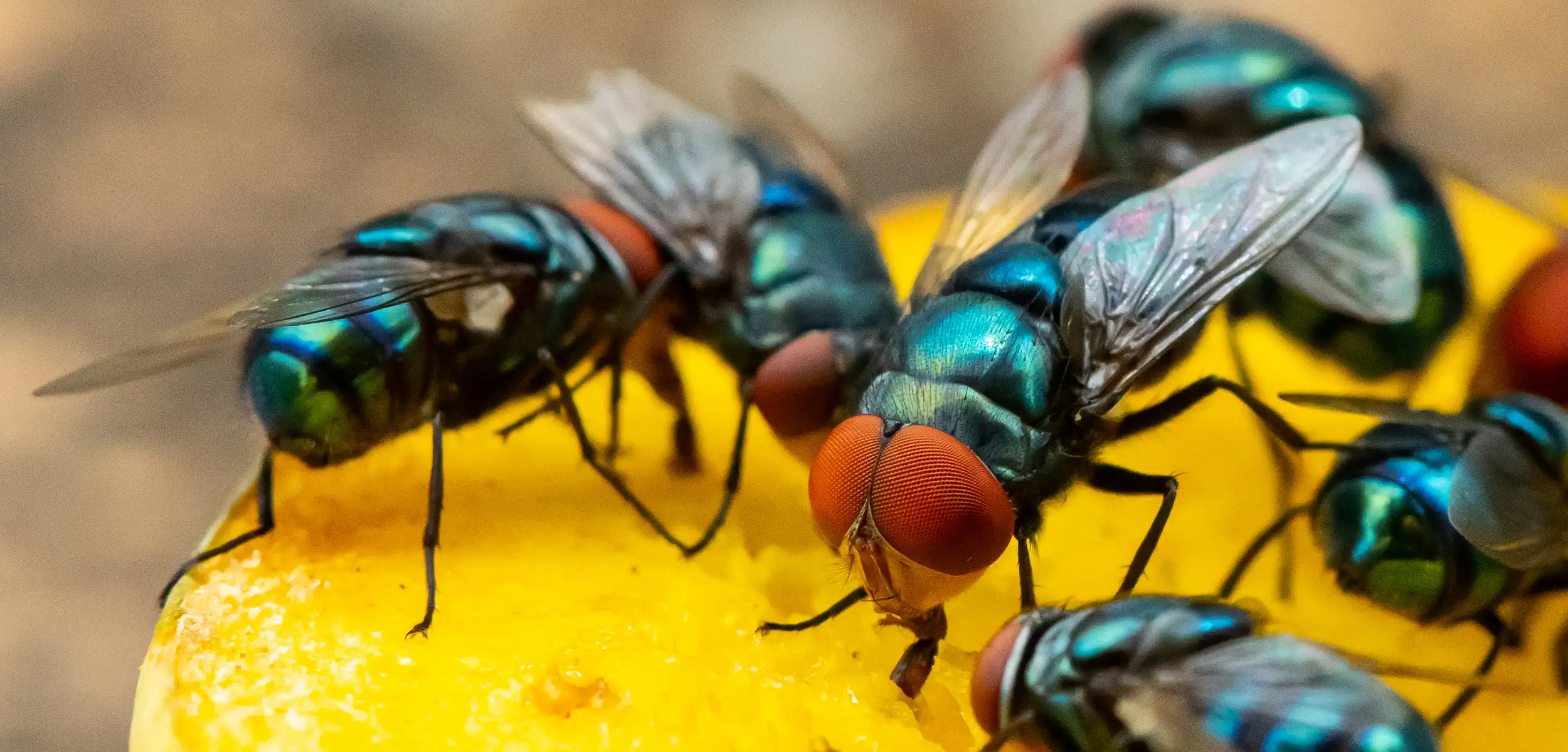 Debugged Blog Business May Face Pest Risk During COVID Flies