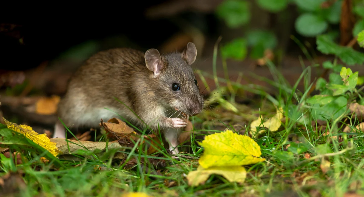 rat