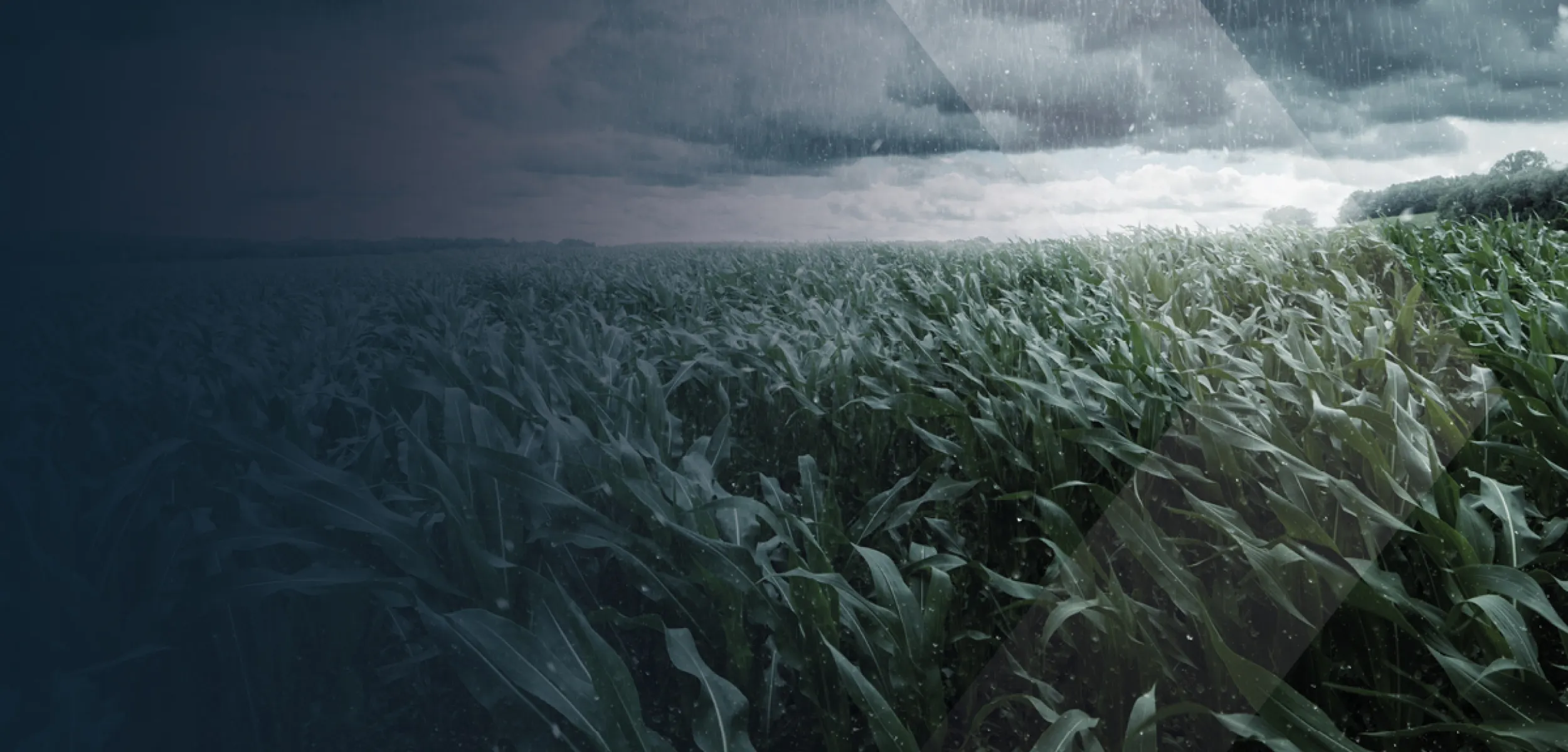 Field with rainy weather