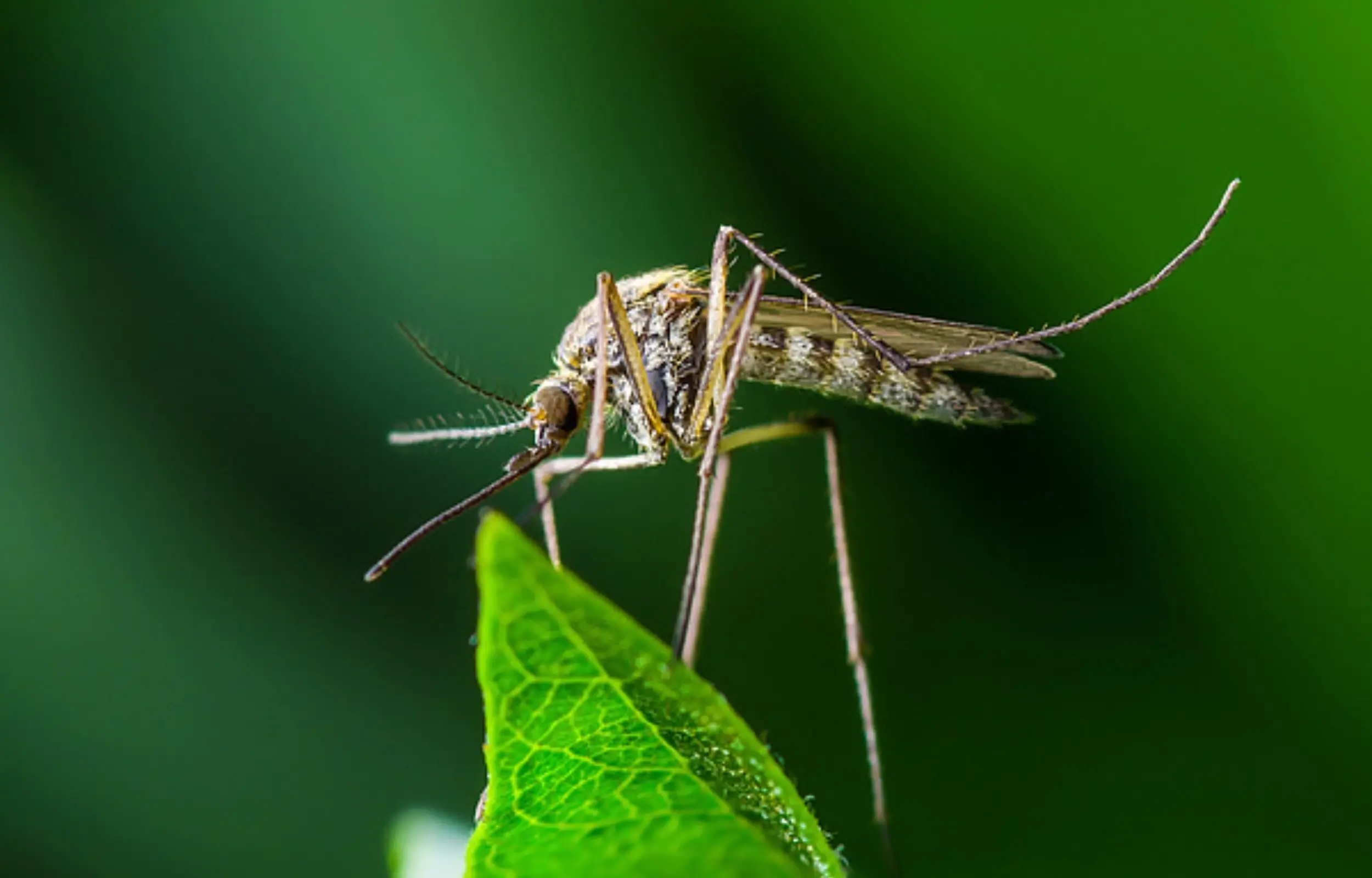 malaria mosquito
