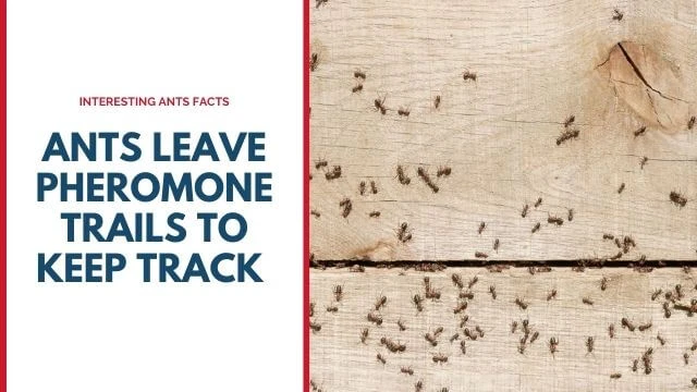 Ants Leave Pheromone