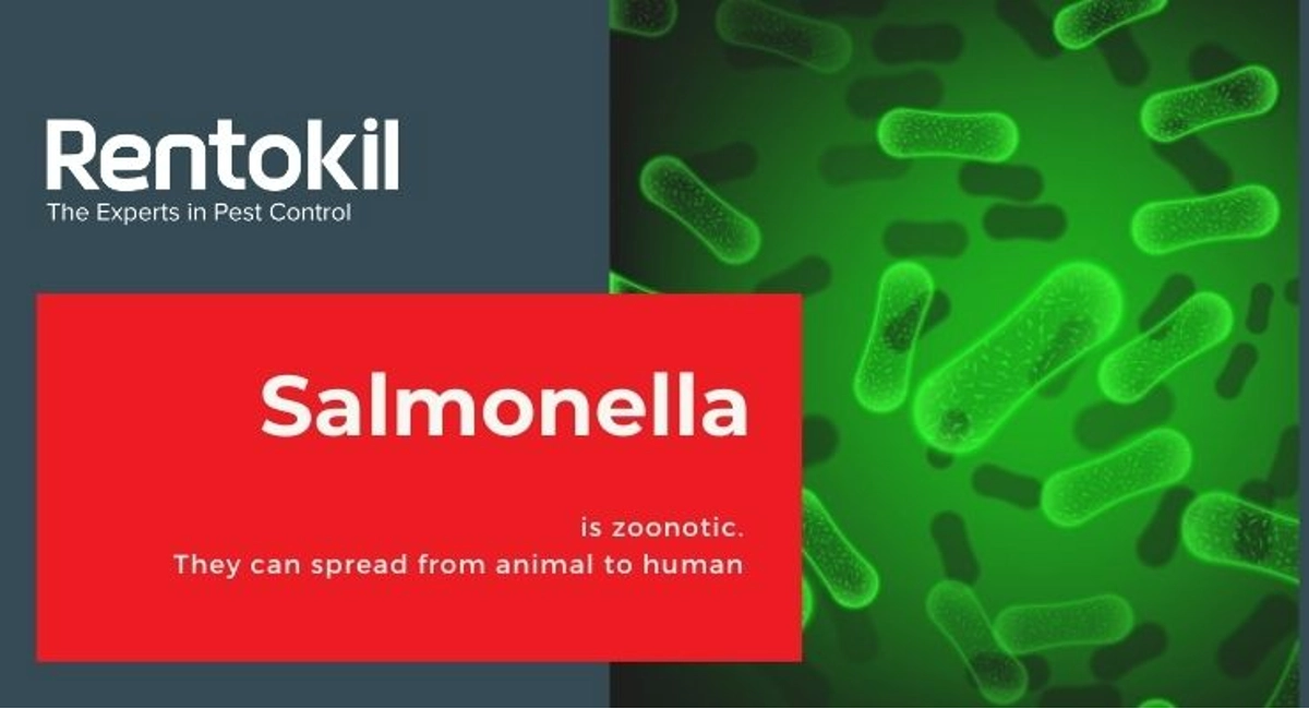Debugged Blog 5 Reasons Why Pest Control is Critical During COVID Salmonella