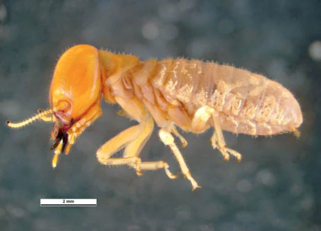 Mastotermes darwiniensis